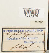 Amphidium lapponicum image