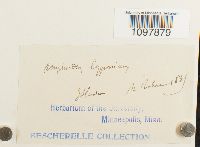 Amphidium lapponicum image