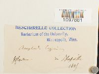 Amphidium lapponicum image