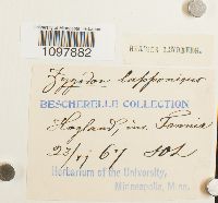 Amphidium lapponicum image