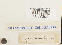 Amphidium lapponicum image