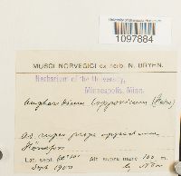 Amphidium lapponicum image