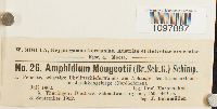 Amphidium mougeotii image