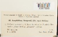Amphidium mougeotii image