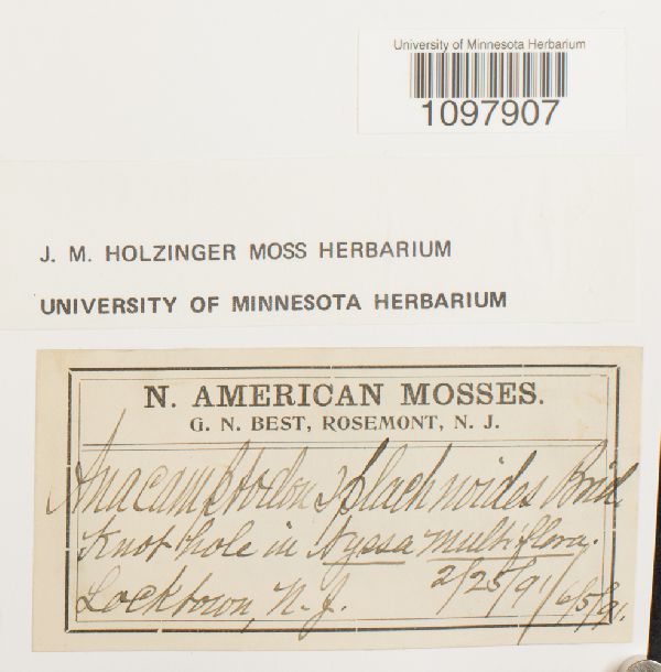 Anacamptodon splachnoides image