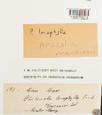 thumbnail image of current specimen