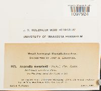 Anacolia menziesii image