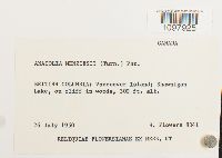 Anacolia menziesii image