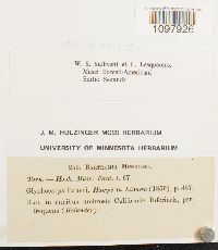 Anacolia menziesii image