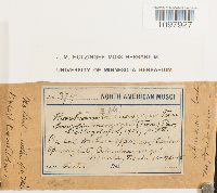 Anacolia menziesii image