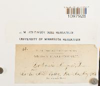 Anacolia menziesii image