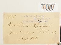 Anacolia menziesii image