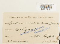 Anacolia menziesii image