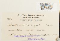 Anacolia menziesii image