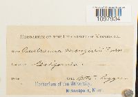 Anacolia menziesii image