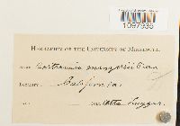 Anacolia menziesii image