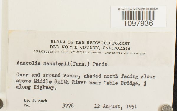 Anacolia menziesii image