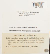 Anacolia menziesii image