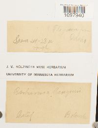 Anacolia menziesii image