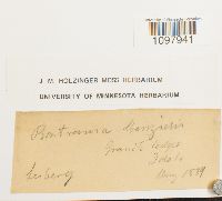 Anacolia menziesii image