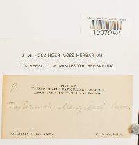 thumbnail image of current specimen