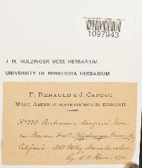 Anacolia menziesii image