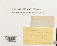 Anacolia menziesii image