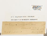 Anacolia menziesii image