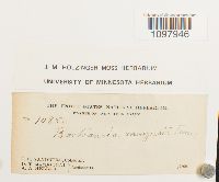 Anacolia menziesii image