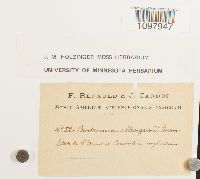 Anacolia menziesii image