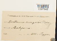 Anacolia menziesii image