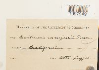 Anacolia menziesii image