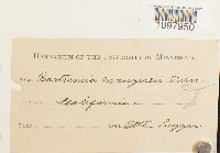 Anacolia menziesii image