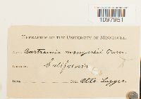 Anacolia menziesii image