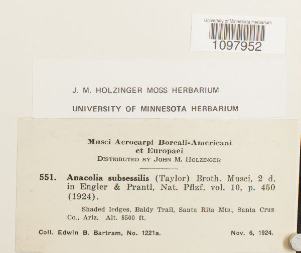 Anacolia subsessilis image