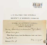 Anacolia subsessilis image