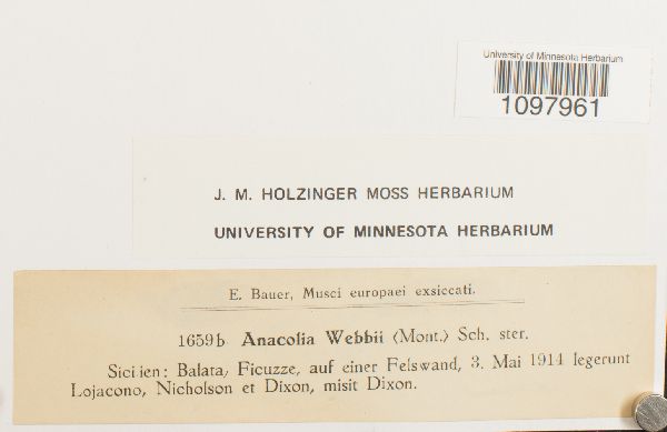 Anacolia webbii image