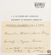 Anacolia webbii image