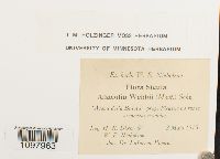 Anacolia webbii image