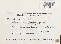 Andreaea blyttii image