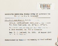 Andreaea blyttii image