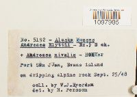 Andreaea blyttii image