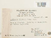 Andreaea blyttii image