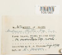 Andreaea blyttii image