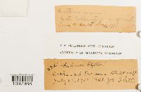 Andreaea blyttii image