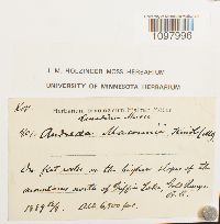 Andreaea nivalis image