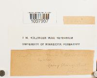 Andreaea nivalis image