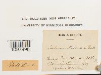 Andreaea nivalis image