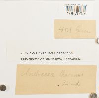 Andreaea nivalis image