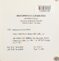 Andreaea nivalis image